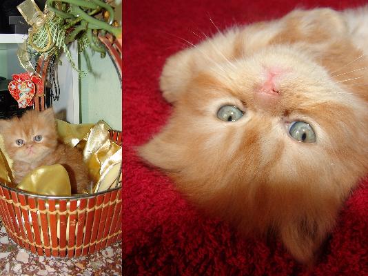 PoulaTo: Πωλούνται περσικo  καθαρόαιμo γατάκι Περσική (Persian)